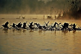 coots,湖,水