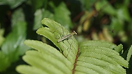 昆蟲,螳螂,綠色