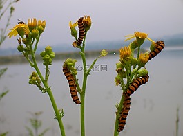 黃色的花,性質(zhì),春天