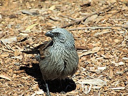 apostlebird,struthidea 灰霉病,灰色毛衣