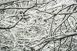 冬天,雪,樹