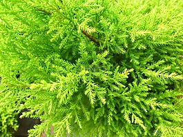 葉,植物,自然