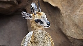 klipspringer,羚羊,非洲
