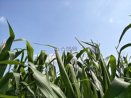 天空,草,玉米