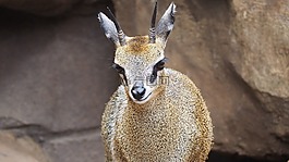 klipspringer,羚羊,非洲