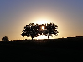 日落,西,景觀