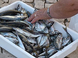 魚,菲舍爾,捕魚