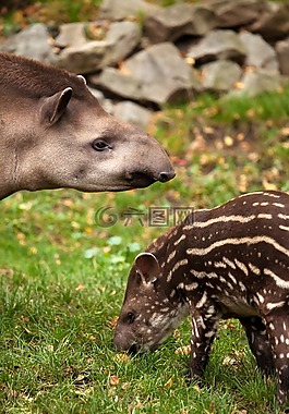 動物,嬰兒,棕色