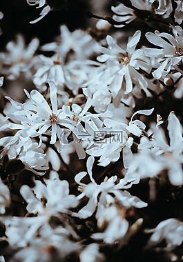 白,花瓣,花