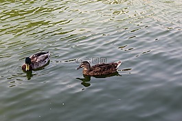 鴨子,湖,動(dòng)物園