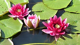 水中百合,池塘,粉紅色