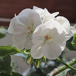 鲜花,白色,植物