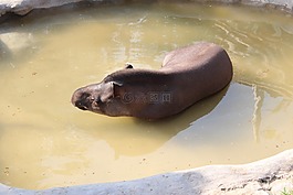 市場,動物,動物園