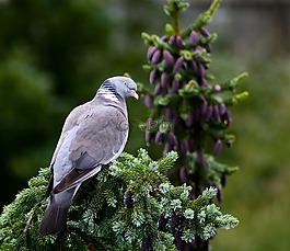 鴿子,鳥,動物