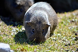 豚鼠,光滑的頭發(fā),lemonagouti