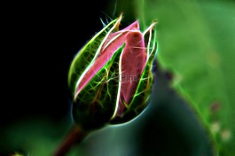 玫瑰,紅色,芽