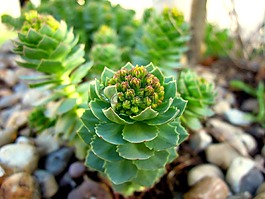 假山,花園,廠