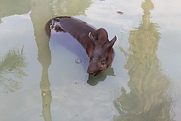 市場,動物,動物園