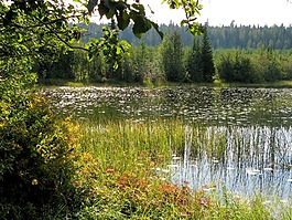 荒野,湖岸邊,湖