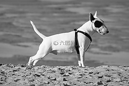 狗,動(dòng)物,比特犬梗