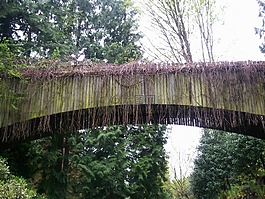 橋,葡萄藤,植物