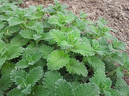 薄荷,草本植物,叶子