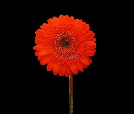 非洲菊,花,橙