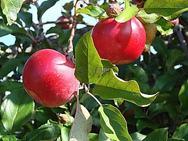 蘋(píng)果,樹(shù),水果