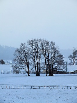 冬天樹,冬季景觀,雪