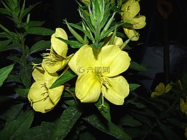 黄色,晚上,月见草
