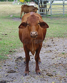 牛,動物,農(nóng)場
