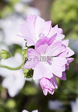 股價(jià)上漲,粉紅色,花
