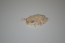 青蛙,兩棲類,動物
