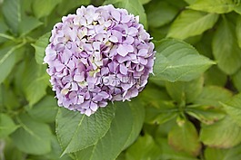hydrangeaceae,丁香,花的