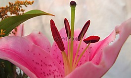 百合,粉紅色,花