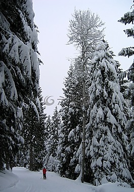 冬天,雪,滑雪者