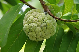 水果,食品,新鮮