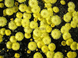 黄茂盛,花,pigface