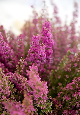 花的,開花,花