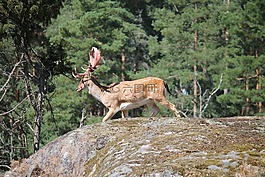 赫爾,達(dá)姆野,野生動(dòng)物攝影