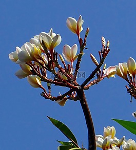 姜黃色百合花,素馨花,花