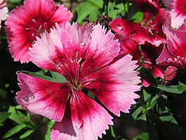 花,紅色的和粉色的,花園