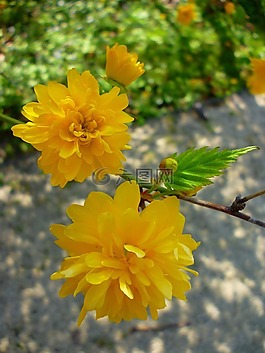 boglárkacserje,黃色,花卉