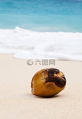 椰子,热带,海洋