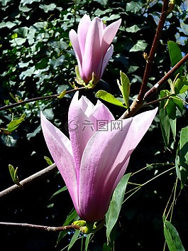 植物園,白玉蘭,紫色