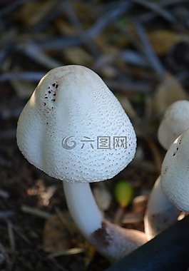 蘑菇,真菌,菌類