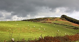 英格蘭,牧場,羊