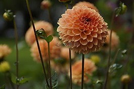 嬌琴紗,橙,花園