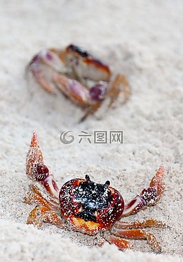 蟹,動物,海洋
