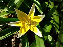 植物园,两个颜色,郁金香